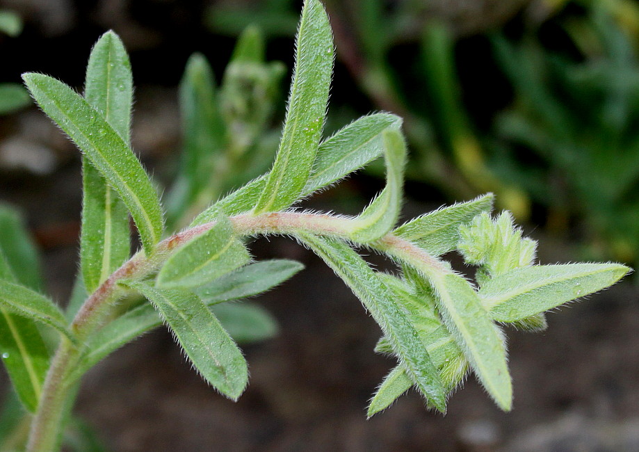 Image of Onosma stellulatum specimen.