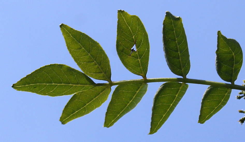 Image of Zanthoxylum armatum specimen.