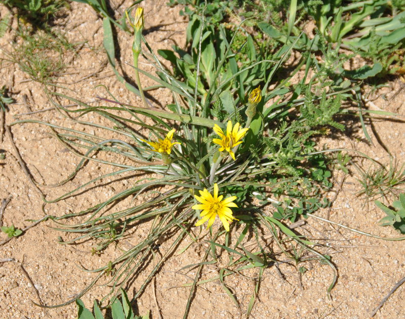 Image of Scorzonera leptophylla specimen.