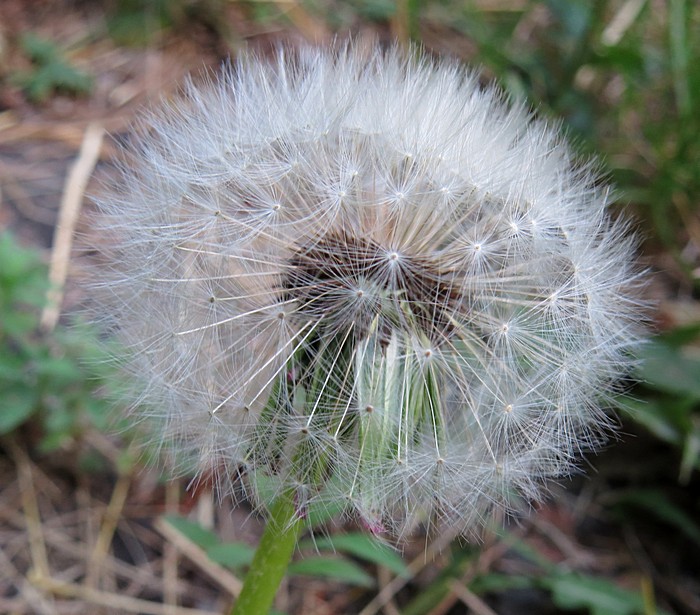 Image of Taraxacum officinale specimen.