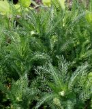 Achillea aspleniifolia. Верхушки побегов. Германия, г. Krefeld, Ботанический сад. 10.06.2013.