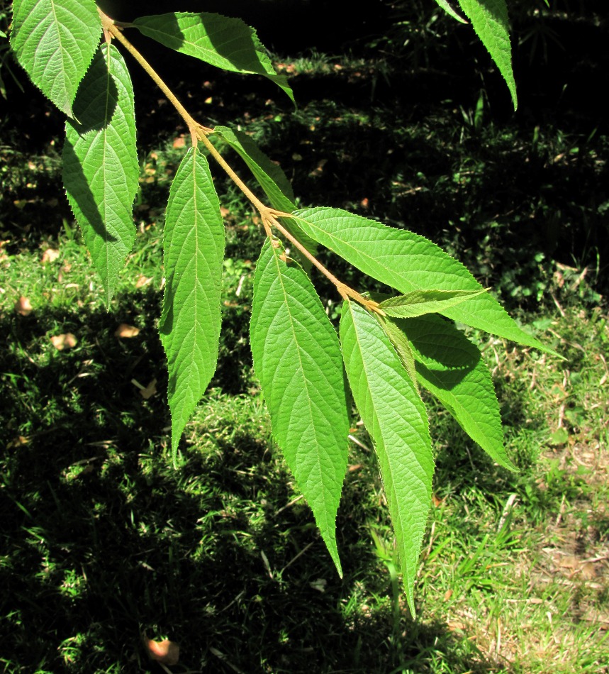 Изображение особи Callicarpa japonica.