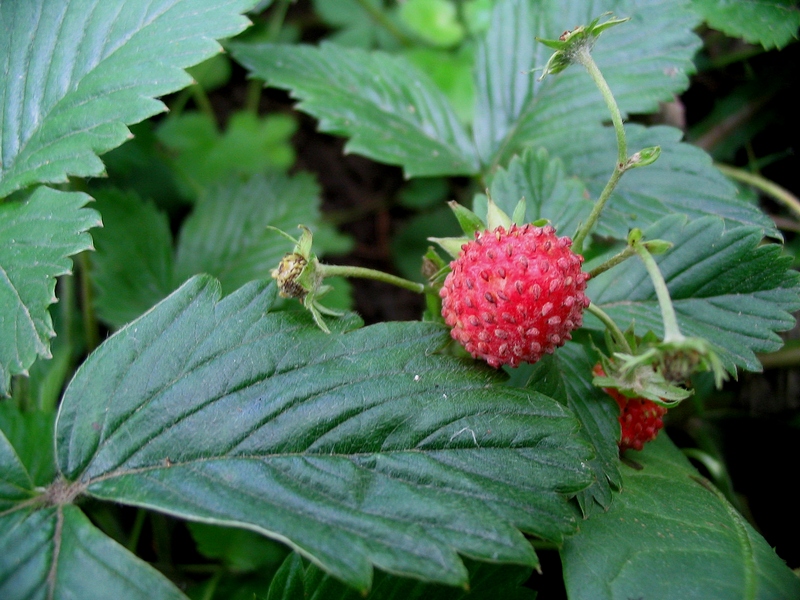 Изображение особи Fragaria vesca.