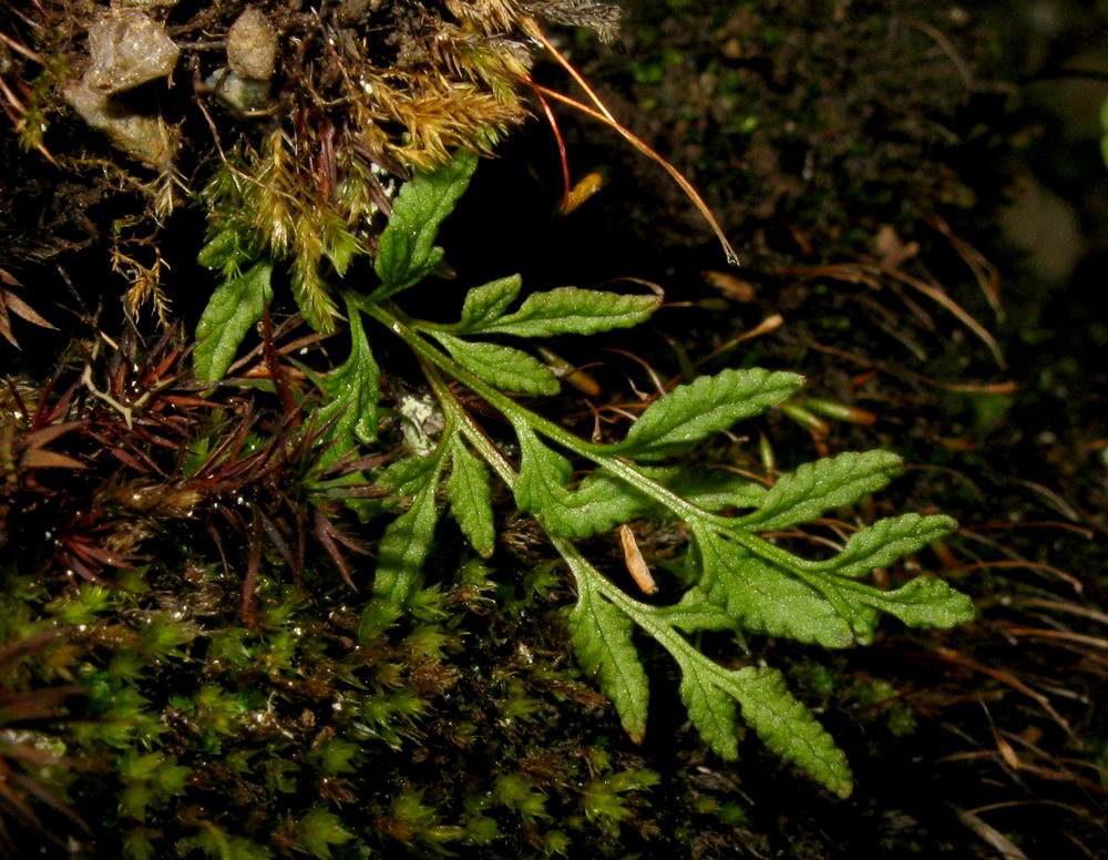 Изображение особи Cryptogramma stelleri.