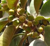 Смотреть изображение Ficus rubiginosa