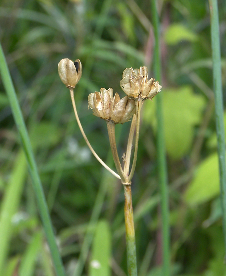 Изображение особи Tulbaghia violacea.