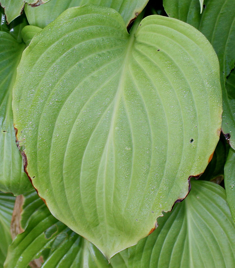 Image of Hosta plantaginea specimen.