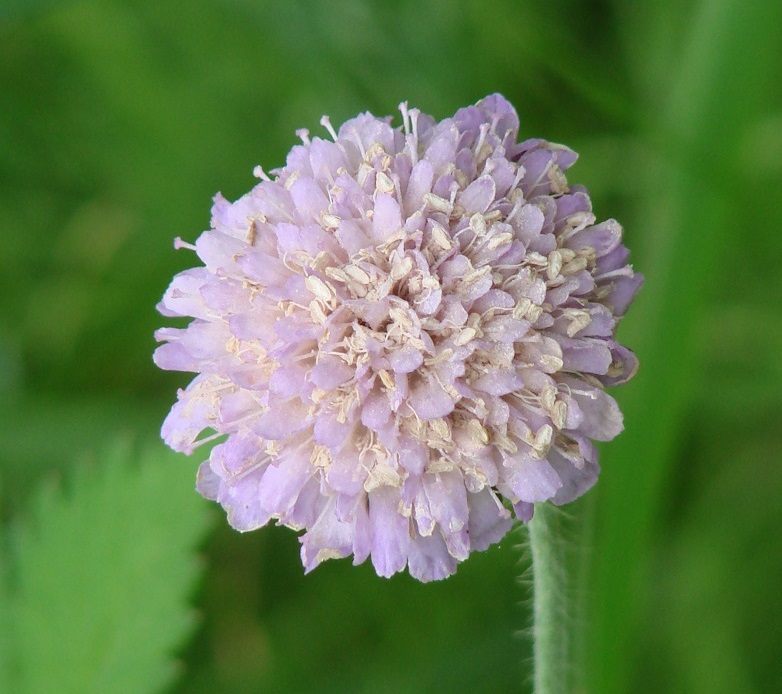 Image of Knautia arvensis specimen.