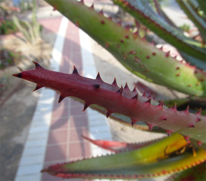 Image of Aloe ferox specimen.