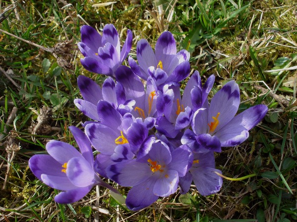 Изображение особи Crocus heuffelianus.