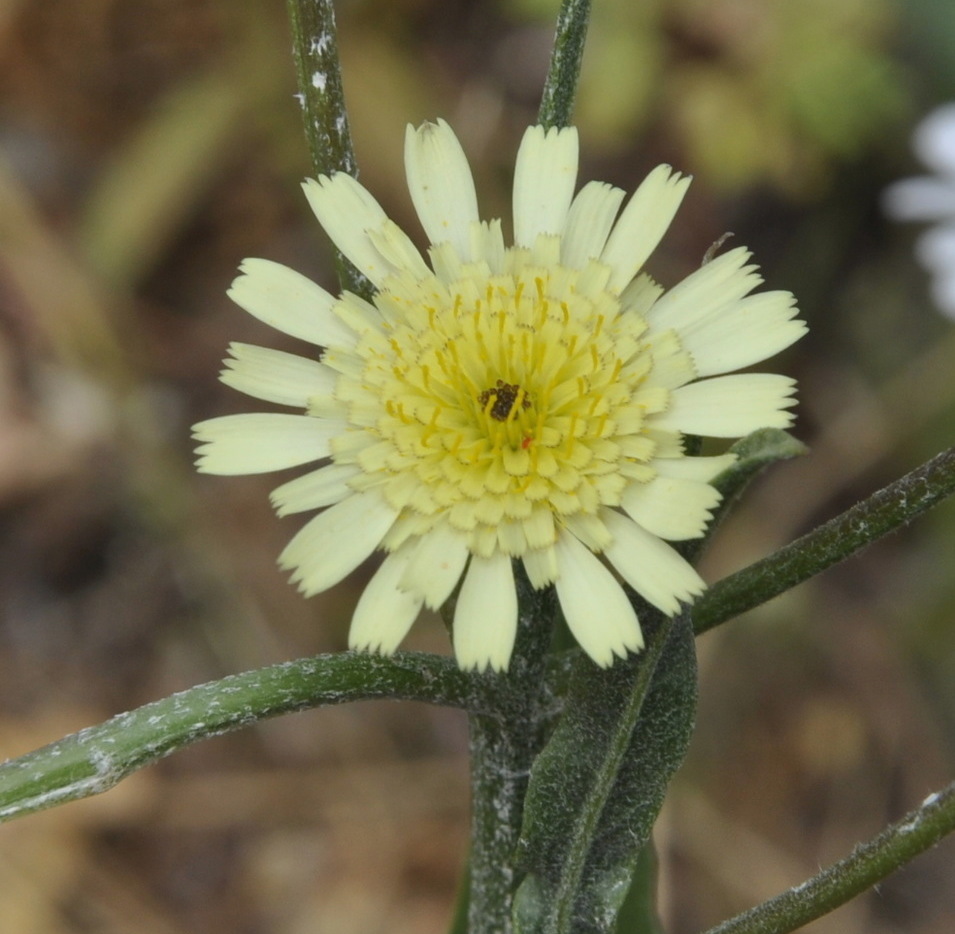 Image of Tolpis umbellata specimen.