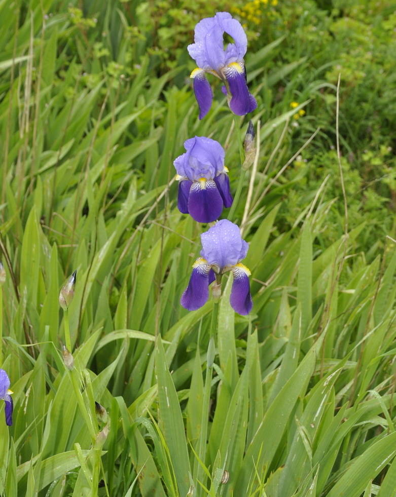 Image of genus Iris specimen.