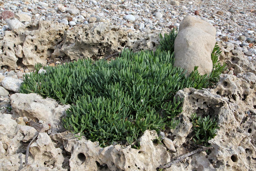 Image of Crithmum maritimum specimen.