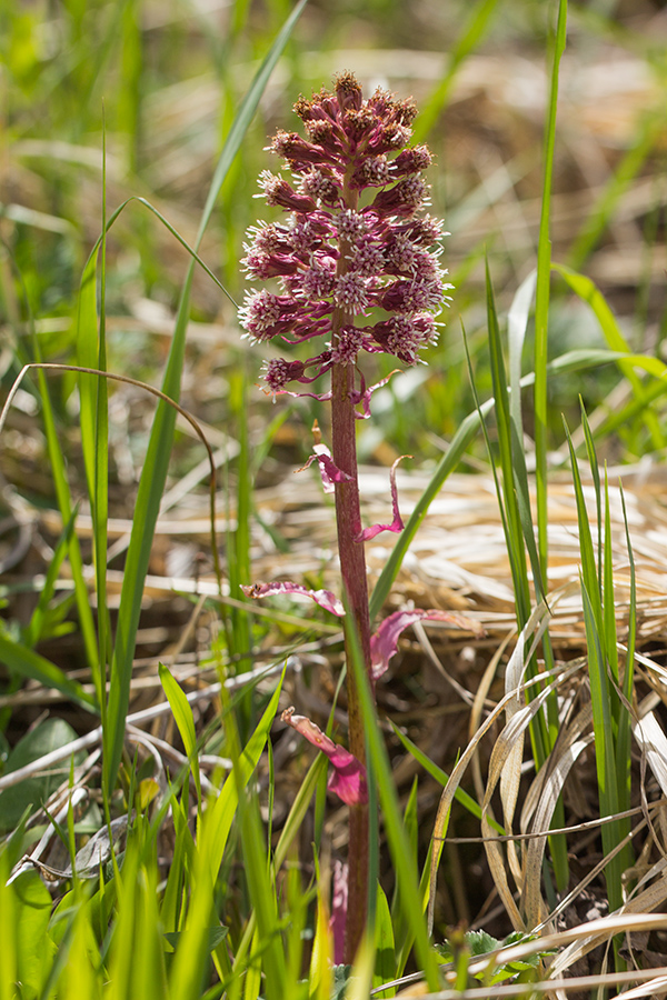 Image of Petasites hybridus specimen.