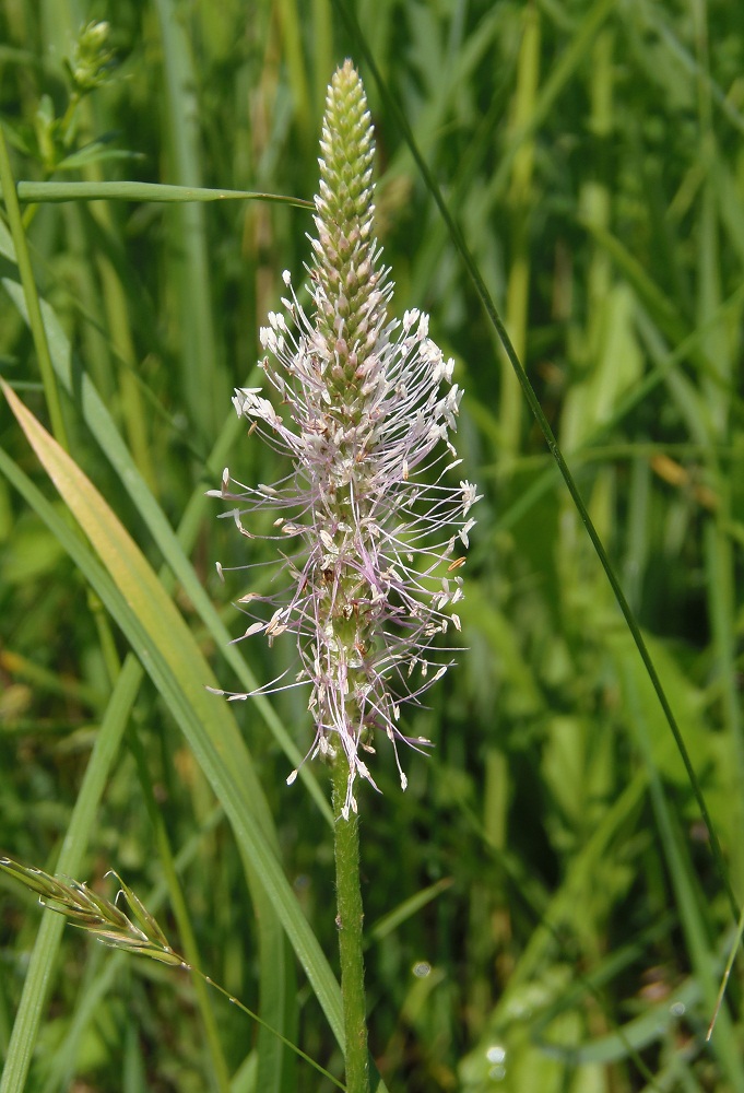 Image of Plantago media specimen.