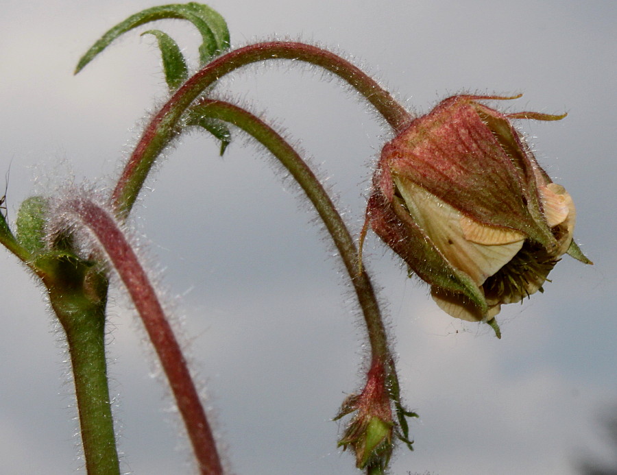 Image of Geum rivale specimen.