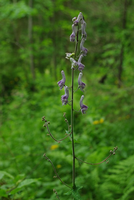 Изображение особи Aconitum septentrionale.