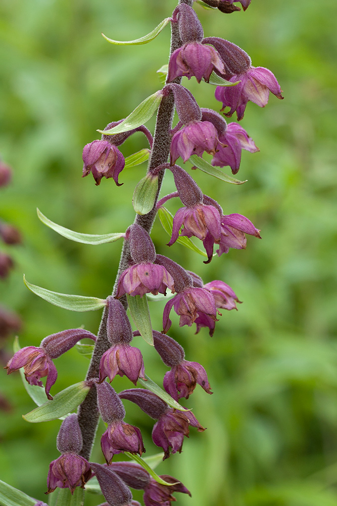 Image of Epipactis atrorubens specimen.