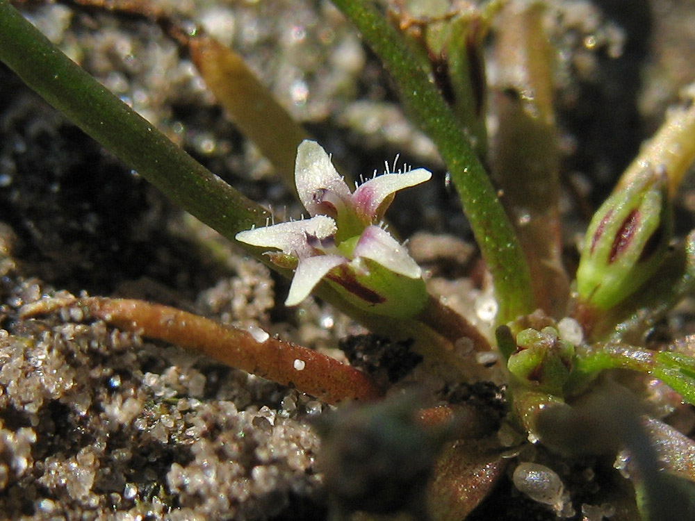 Image of Limosella aquatica specimen.