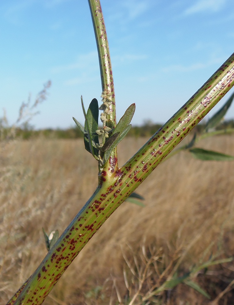 Изображение особи Atriplex patula.