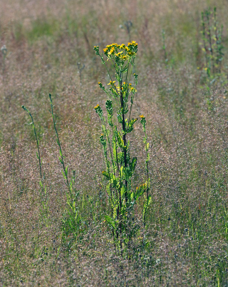 Изображение особи Senecio jacobaea.