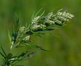 Artemisia vulgaris