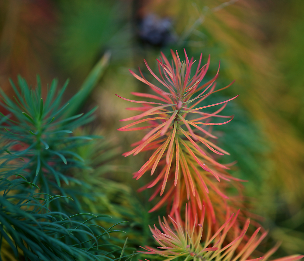 Image of Euphorbia cyparissias specimen.