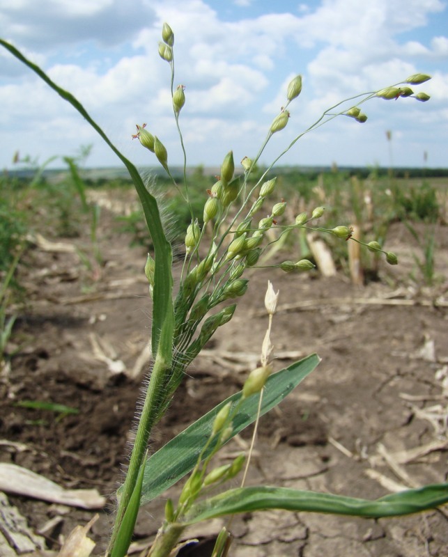 Image of Panicum miliaceum ssp. ruderale specimen.