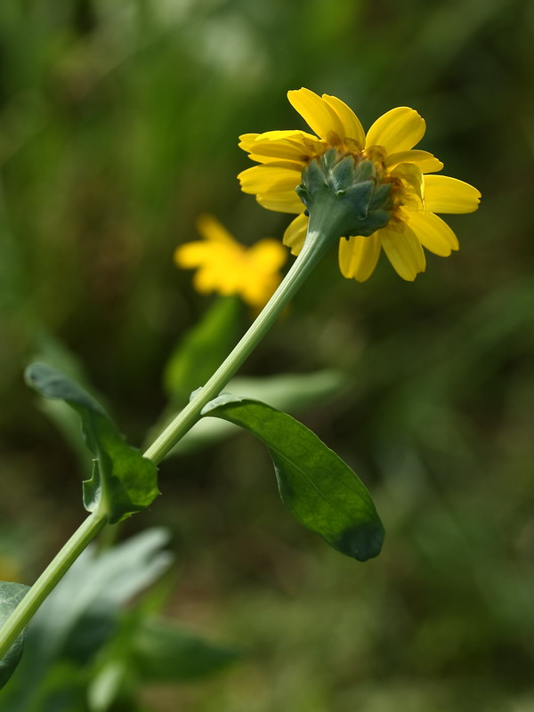 Image of Glebionis coronaria specimen.