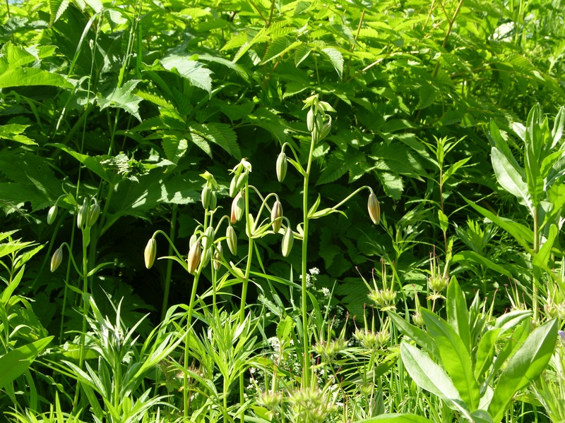 Image of Lilium debile specimen.