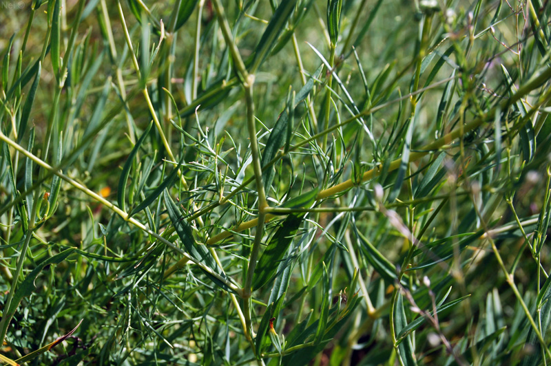 Image of Gypsophila patrinii specimen.