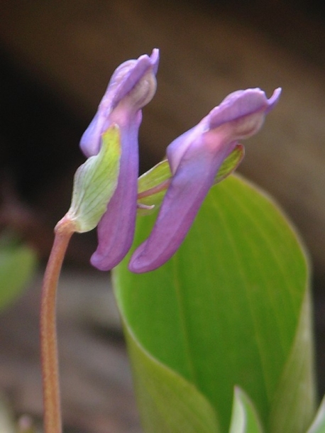 Image of Corydalis ambigua specimen.