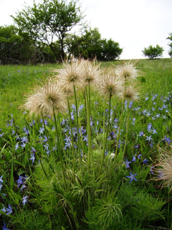 Изображение особи Pulsatilla ucrainica.