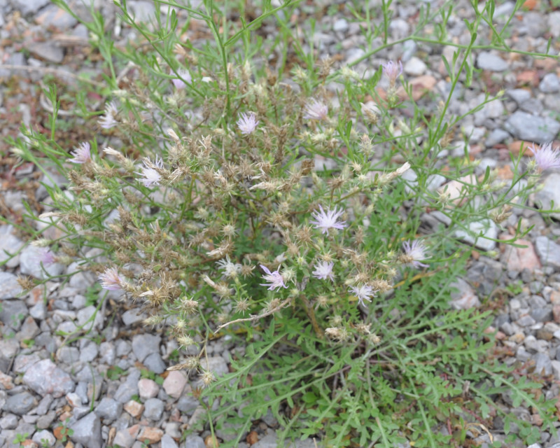 Image of Centaurea diffusa specimen.