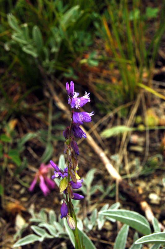 Image of Polygala comosa specimen.