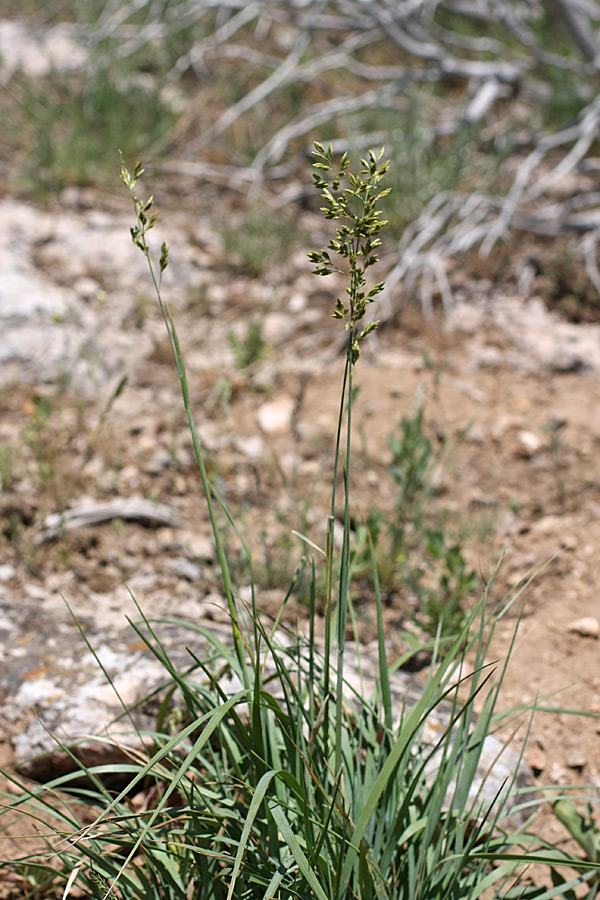 Изображение особи Festuca karatavica.