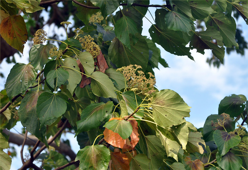 Image of Gyrocarpus americanus specimen.