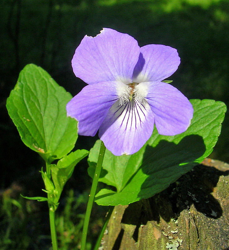 Image of Viola canina specimen.