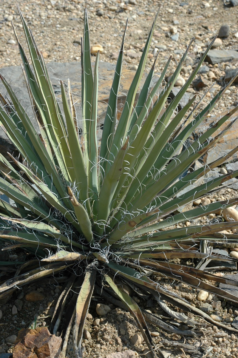 Image of Yucca baccata specimen.