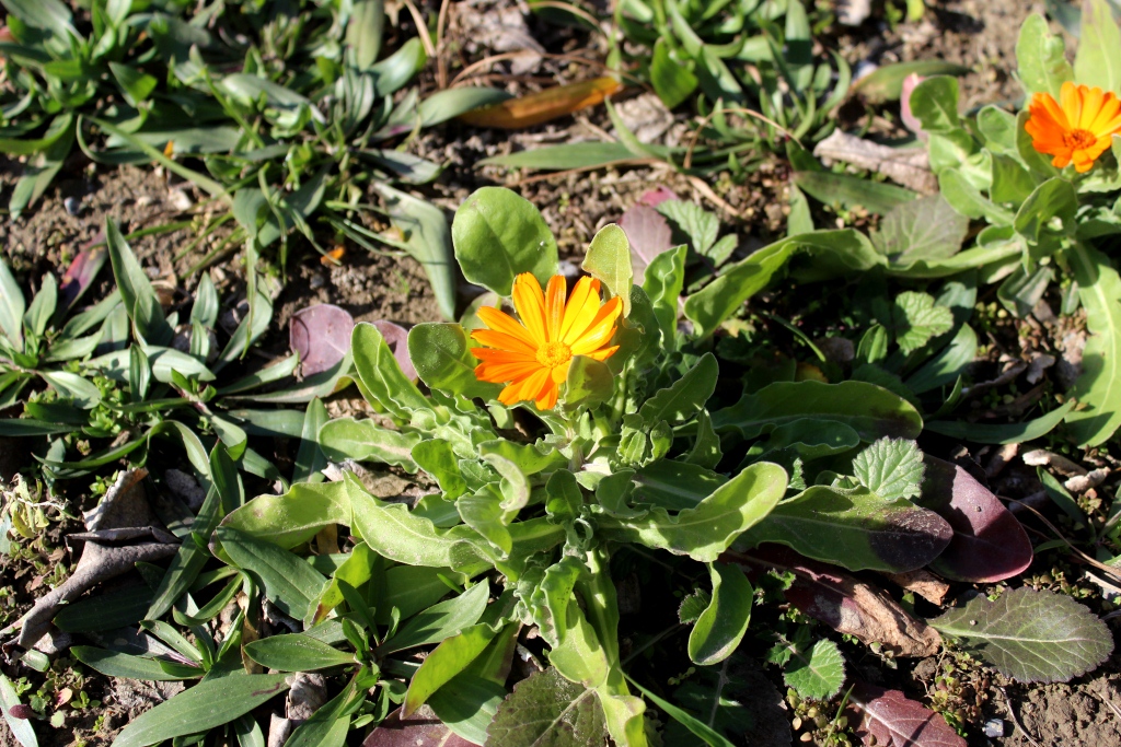 Изображение особи Calendula officinalis.