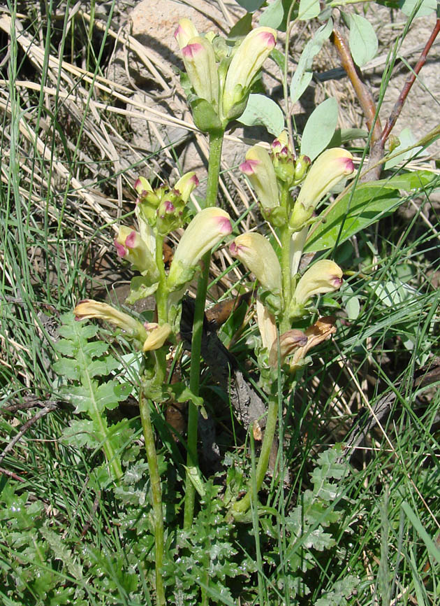 Изображение особи Pedicularis sceptrum-carolinum.