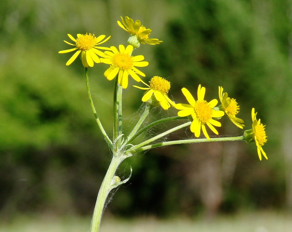 Image of Tephroseris integrifolia specimen.