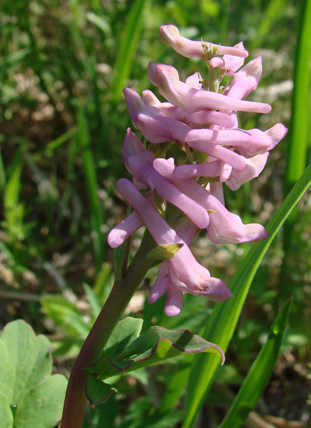 Image of Corydalis paeoniifolia specimen.