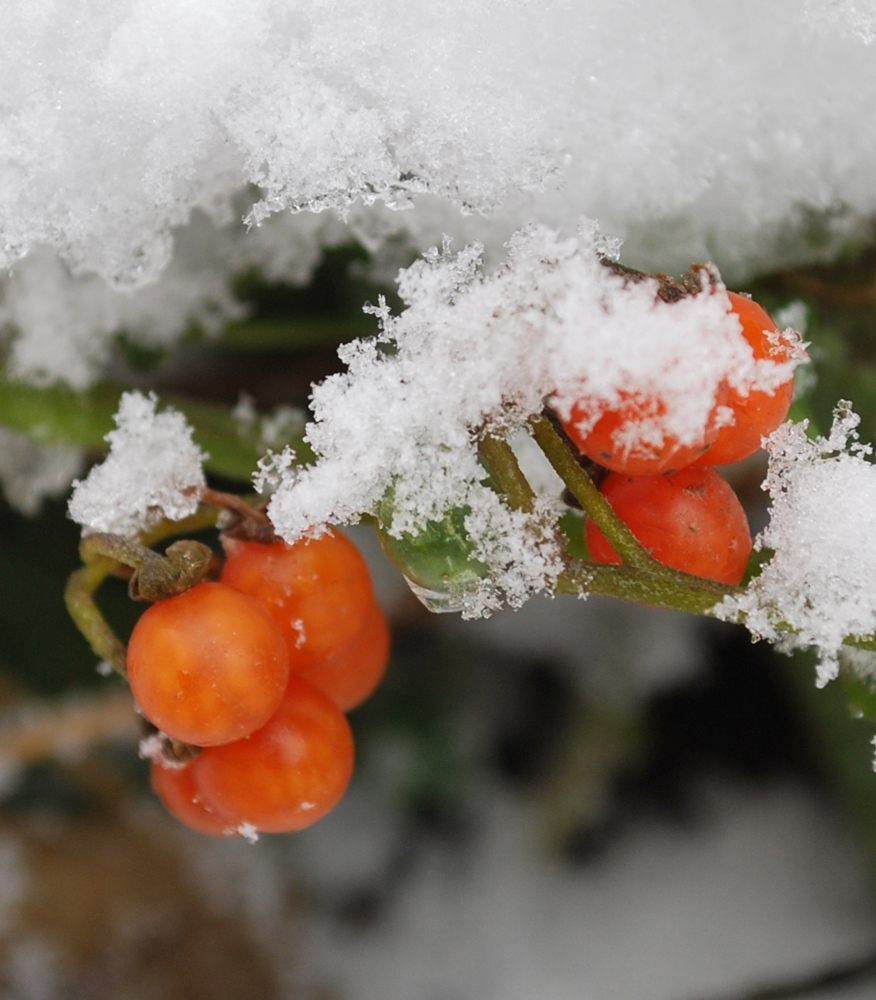 Изображение особи Solanum olgae.