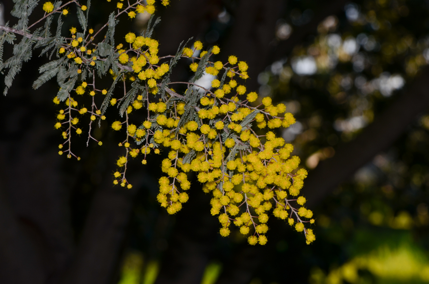 Image of Acacia baileyana specimen.