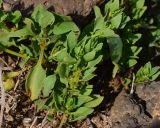 Patellifolia procumbens