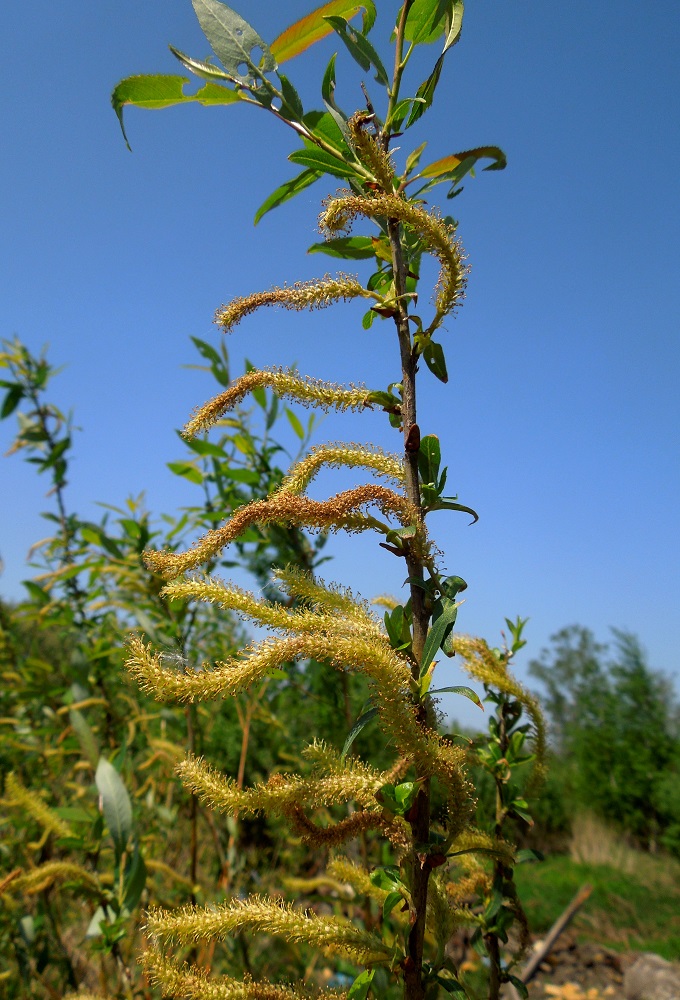 Image of Salix triandra specimen.