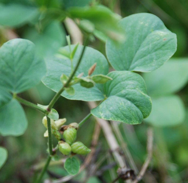 Image of familia Fabaceae specimen.