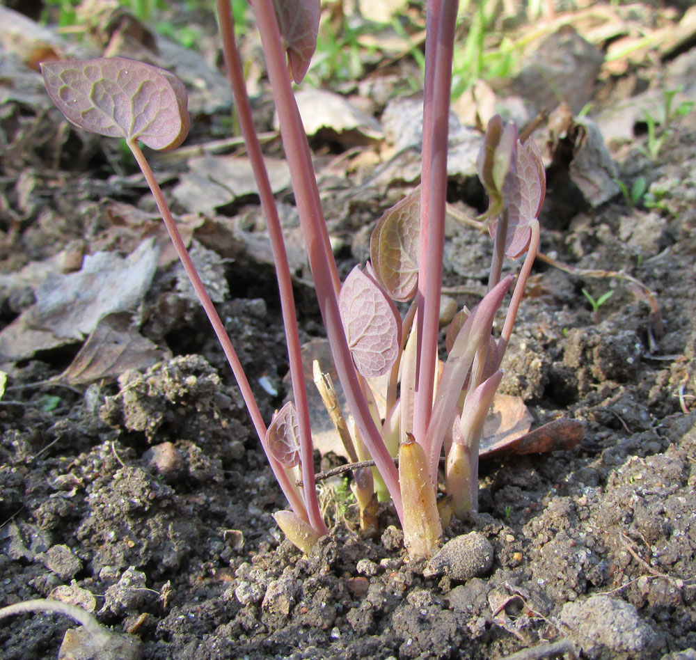 Image of Jeffersonia diphylla specimen.