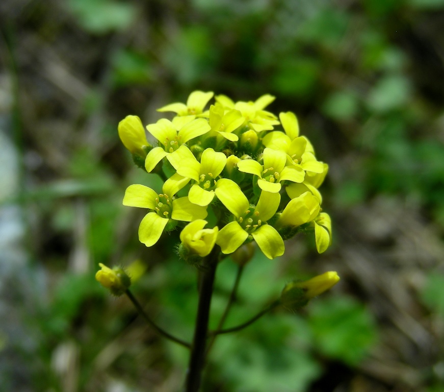 Изображение особи Draba stenocarpa.